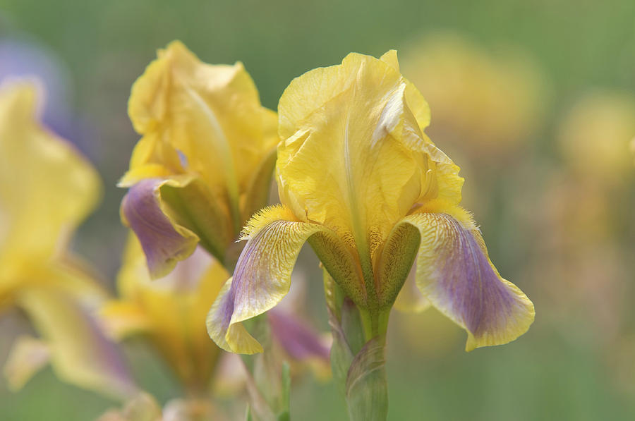 Beauty of Irises. Ochracea Coerulea 1 Photograph by Jenny Rainbow