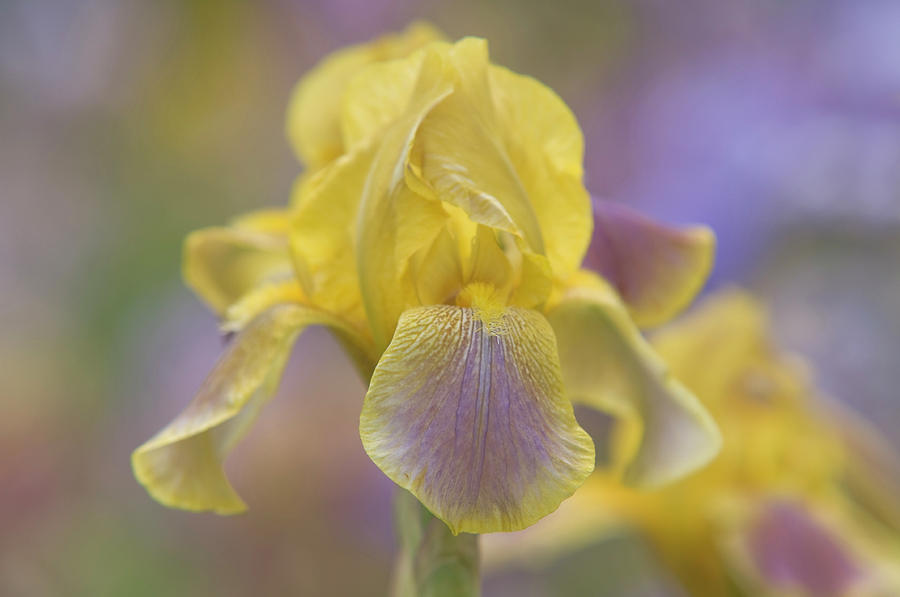 Beauty of Irises. Ochracea Coerulea Photograph by Jenny Rainbow