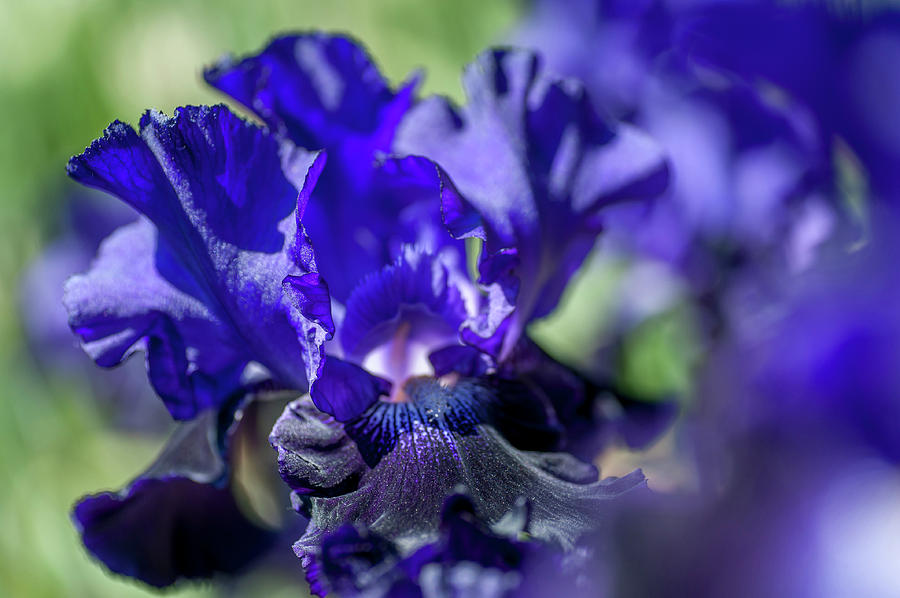 Beauty of Irises. Oklahoma Crude Macro Photograph by Jenny Rainbow