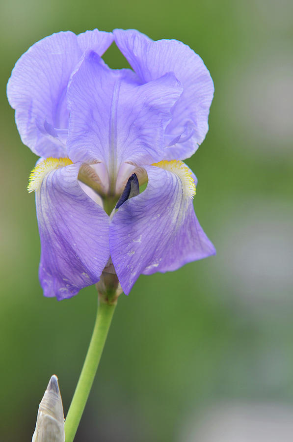 Beauty of Irises. Pallida Dalmatica 1 Photograph by Jenny Rainbow
