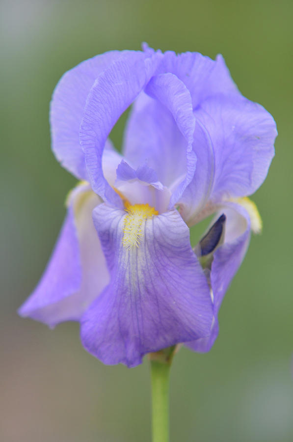 Beauty of Irises. Pallida Dalmatica 2 Photograph by Jenny Rainbow
