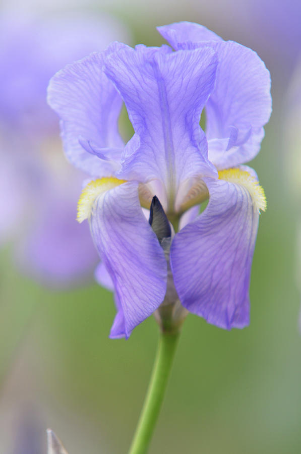 Beauty of Irises. Pallida Dalmatica Photograph by Jenny Rainbow