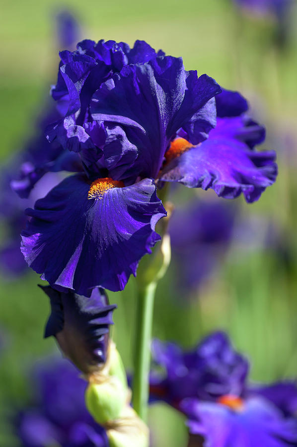 Beauty of Irises. Paul Black 2 Photograph by Jenny Rainbow
