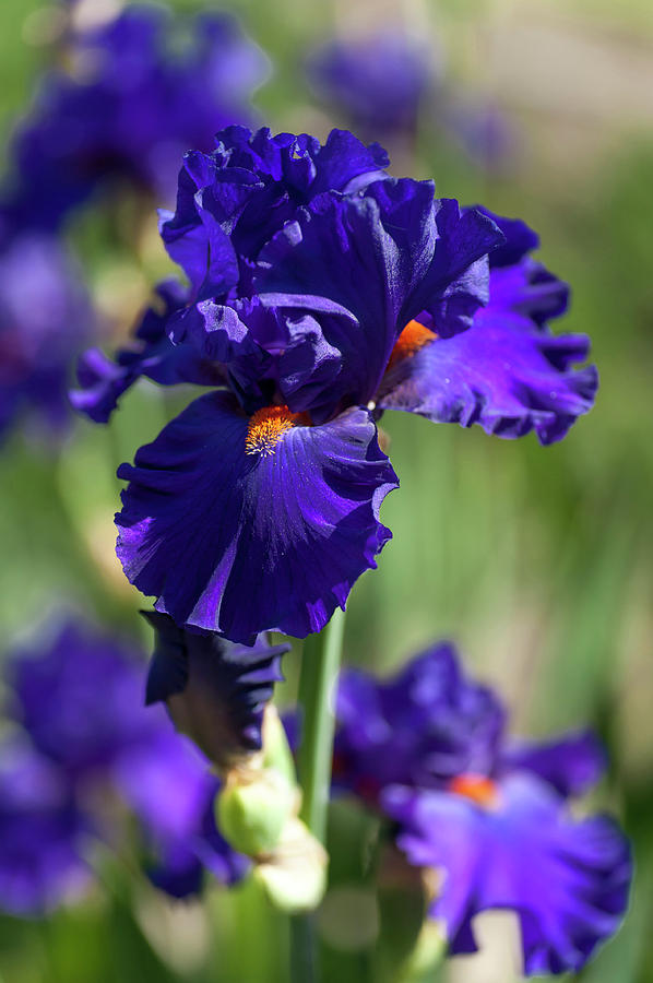 Beauty of Irises. Paul Black Photograph by Jenny Rainbow