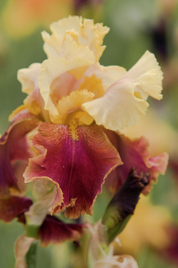 Beauty of Irises. Peking Summer  Photograph by Jenny Rainbow