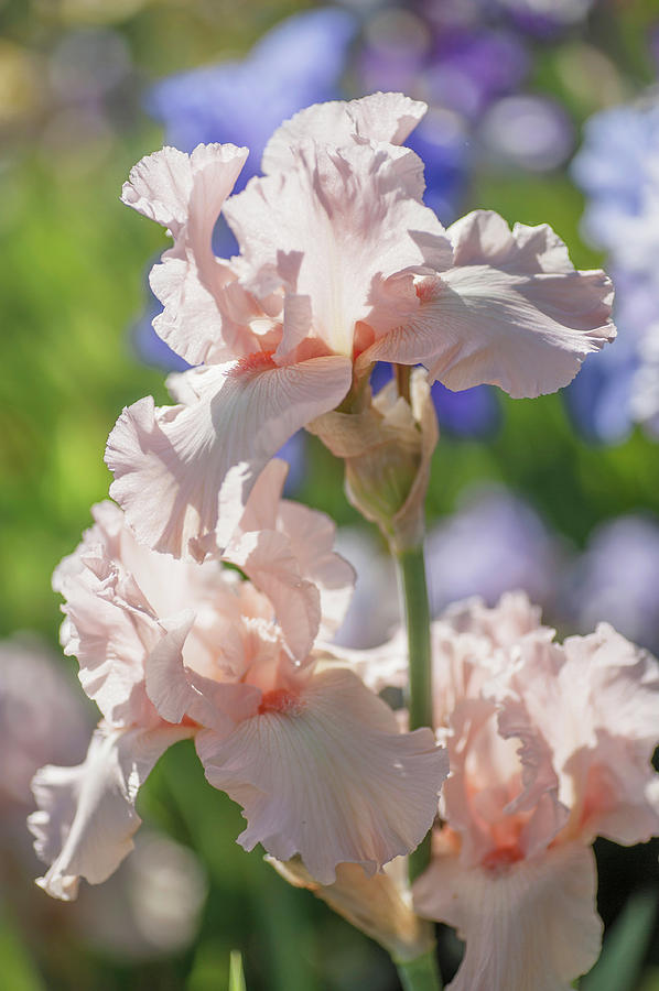 Beauty of Irises. Pink Taffeta Photograph by Jenny Rainbow