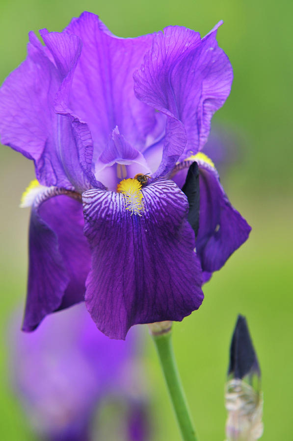 Beauty of Irises. Pioneer 1 Photograph by Jenny Rainbow