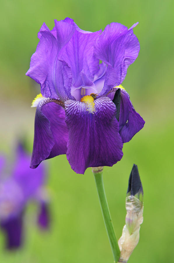 Beauty of Irises. Pioneer Photograph by Jenny Rainbow