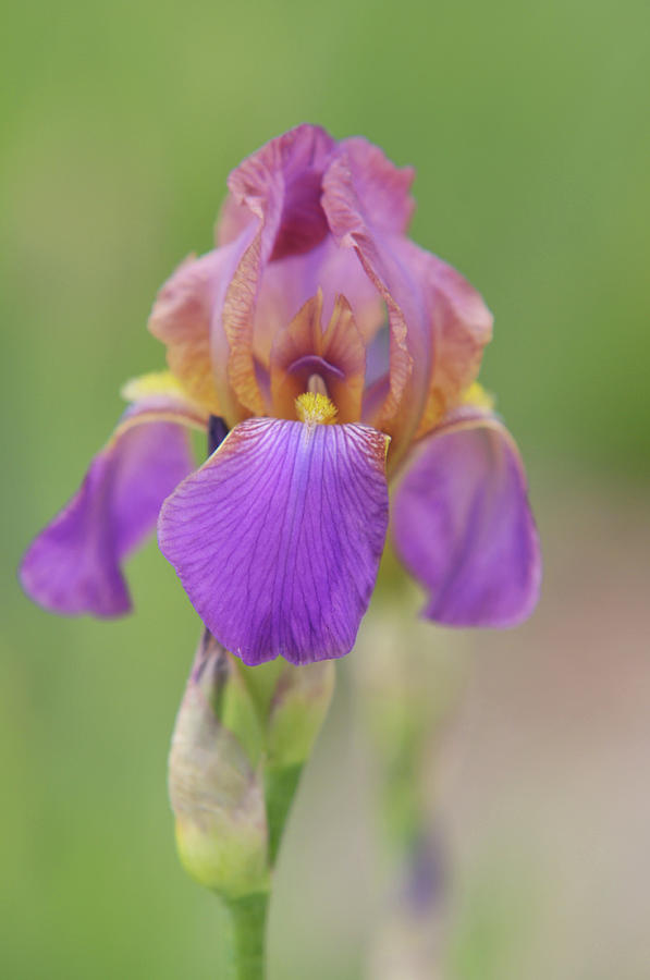 Beauty of Irises. Plumeri 2 Photograph by Jenny Rainbow