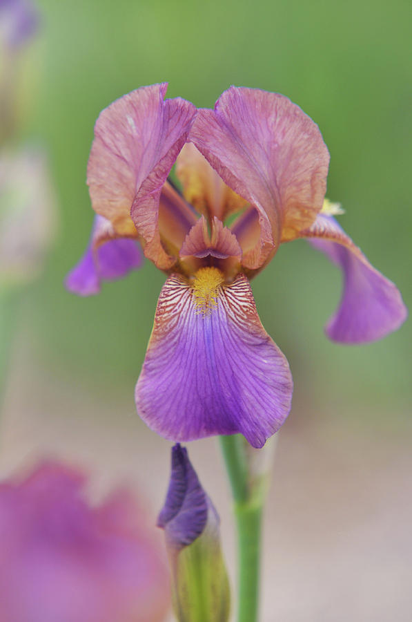 Beauty of Irises. Plumeri 4 Photograph by Jenny Rainbow