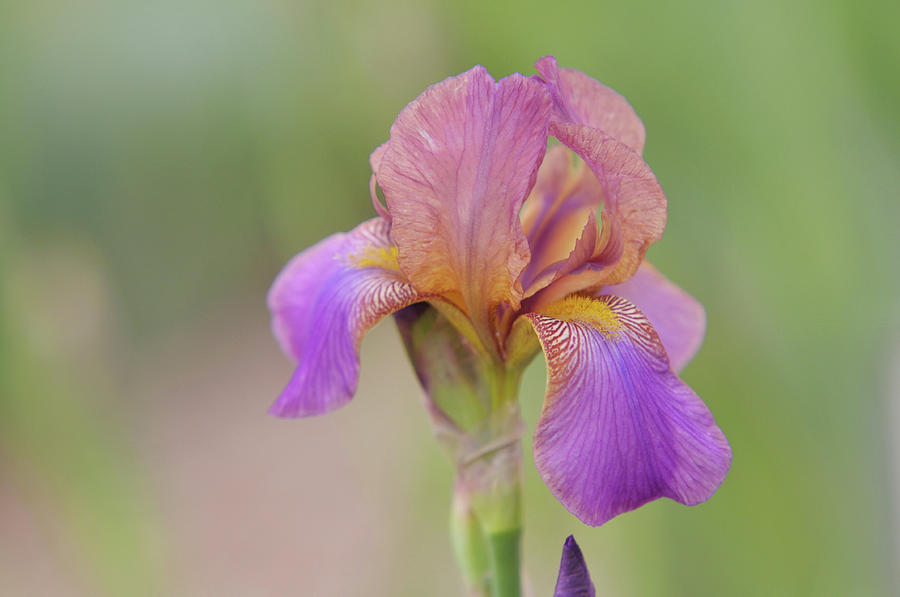 Beauty of Irises. Plumeri Photograph by Jenny Rainbow