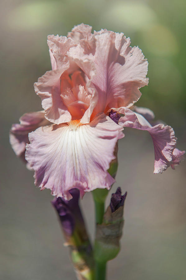 Beauty of Irises. Pond Lily Photograph by Jenny Rainbow
