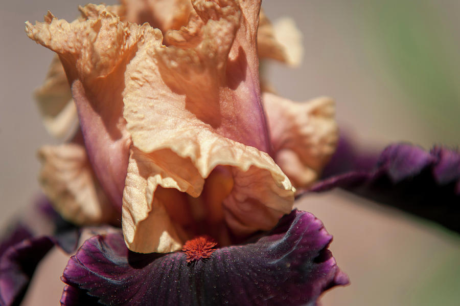 Beauty of Irises. Prague Photograph by Jenny Rainbow