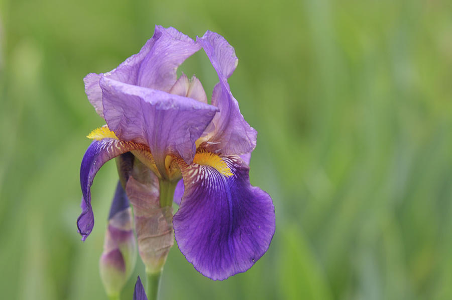 Beauty of Irises. Quaker Lady 1 Photograph by Jenny Rainbow