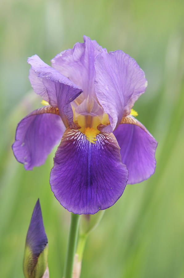 Beauty of Irises. Quaker Lady 2 Photograph by Jenny Rainbow