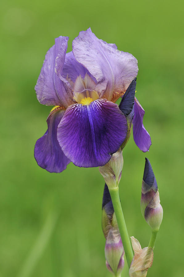 Beauty of Irises. Quaker Lady Photograph by Jenny Rainbow