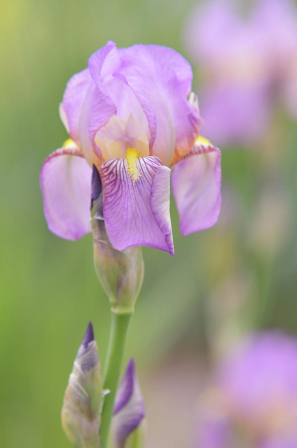 Beauty of Irises. Queen of May 1 Photograph by Jenny Rainbow