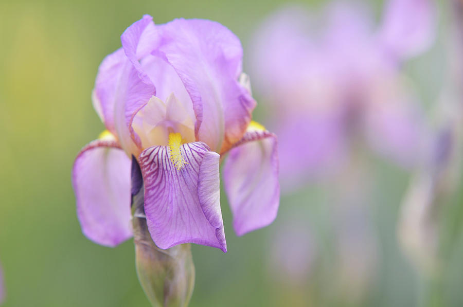 Beauty of Irises. Queen of May 2 Photograph by Jenny Rainbow