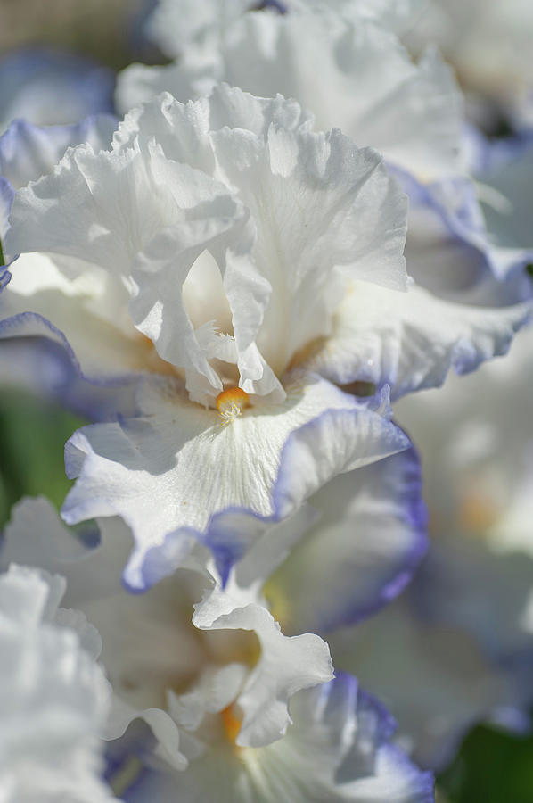 Beauty of Irises. Queens Circle Photograph by Jenny Rainbow