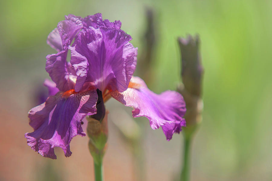 Beauty Of Irises. Raspberry Ripples 1 Photograph