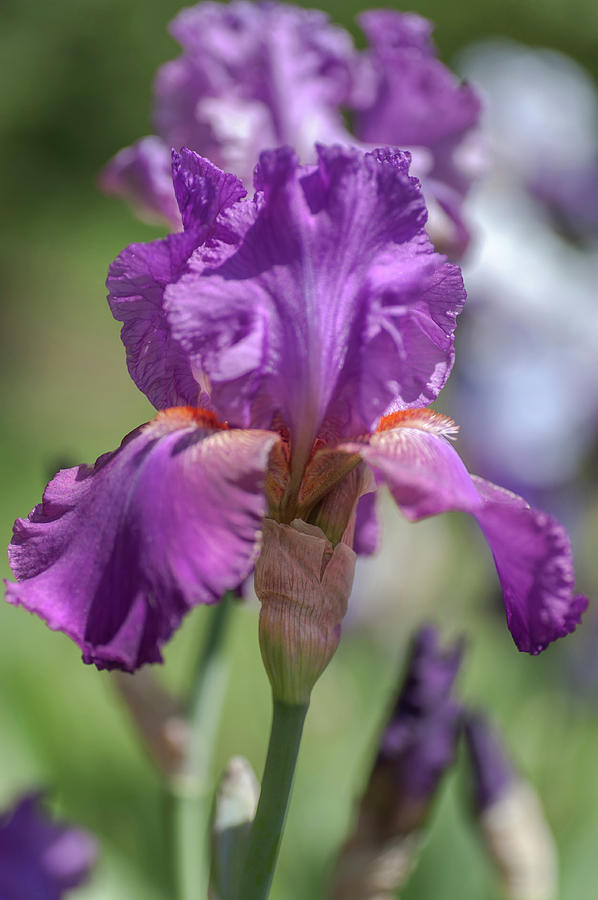 Iridaceae Photograph - Beauty of Irises. Raspberry Ripples 2 by Jenny Rainbow