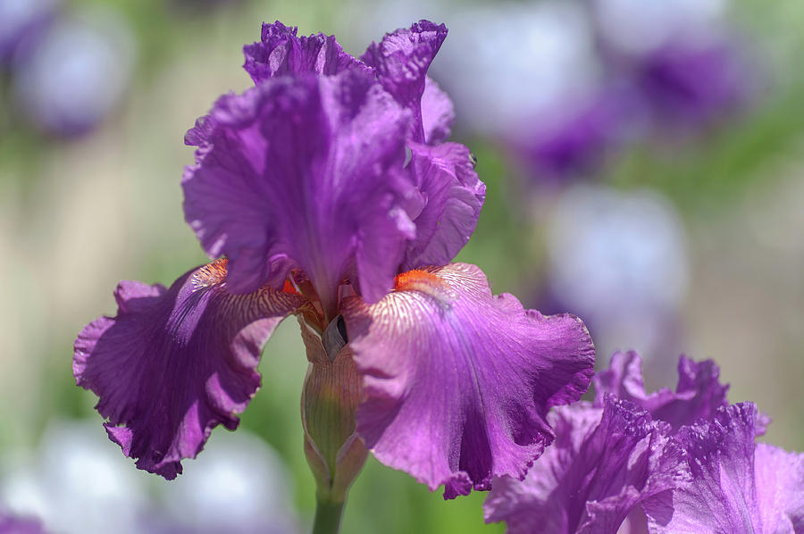 Beauty of Irises. Raspberry Ripples 3 Photograph by Jenny Rainbow