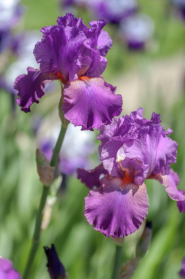 Beauty of Irises. Raspberry Ripples 4 Photograph by Jenny Rainbow