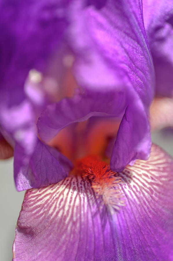 Beauty of Irises. Raspberry Ripples Macro Photograph by Jenny Rainbow