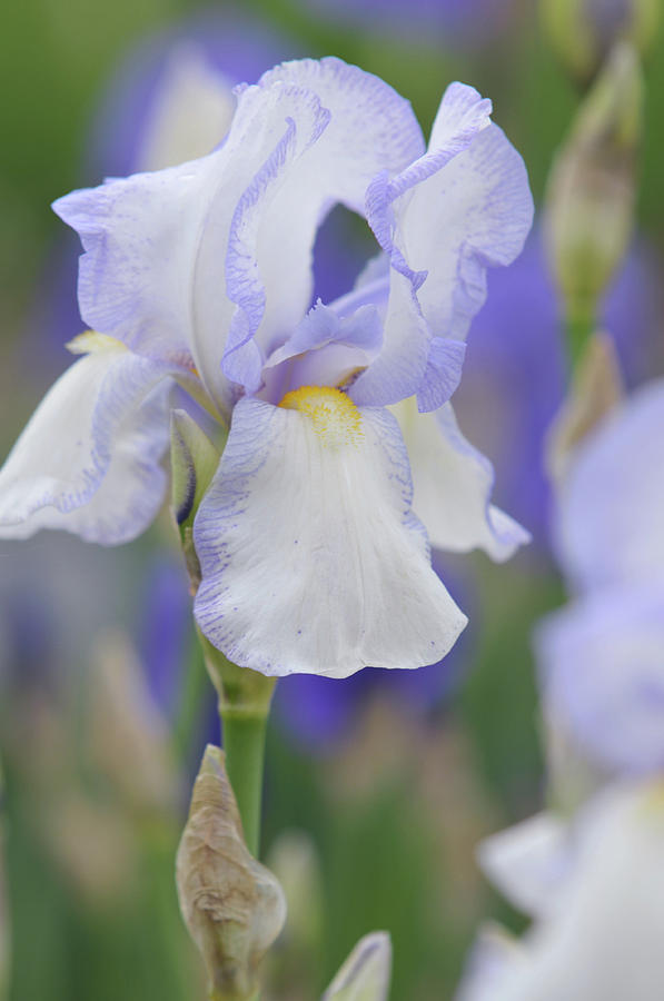 Beauty of Irises. Rheinfels 1 Photograph by Jenny Rainbow