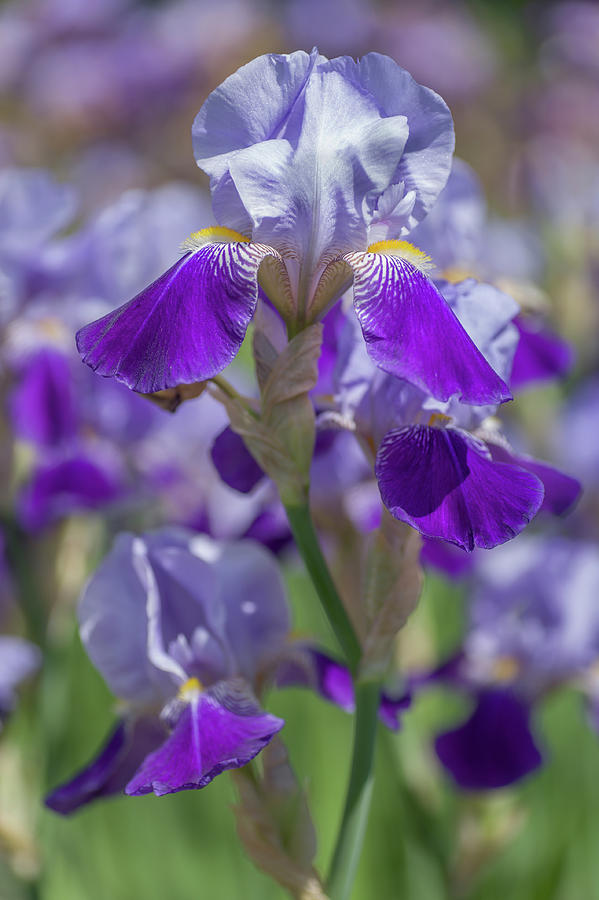Beauty of Irises. Rheintraube 1 Photograph by Jenny Rainbow