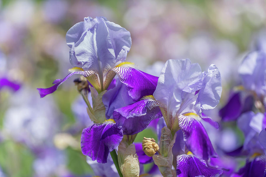 Beauty of Irises. Rheintraube Photograph by Jenny Rainbow