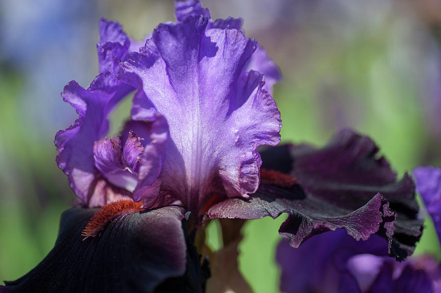 Beauty of Irises. Romantic Evening 3 Photograph by Jenny Rainbow