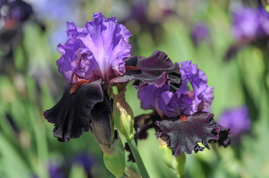 Beauty of Irises. Romantic Evening Photograph by Jenny Rainbow