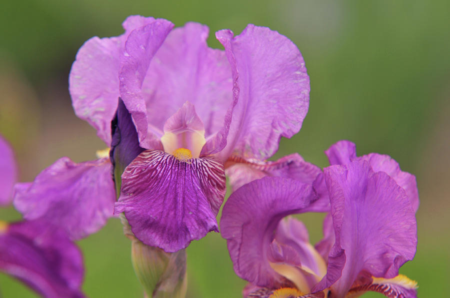 Beauty of Irises. Rota 1 Photograph by Jenny Rainbow