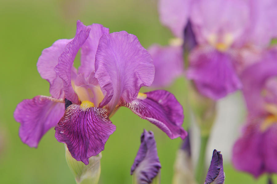 Beauty of Irises. Rota Photograph by Jenny Rainbow