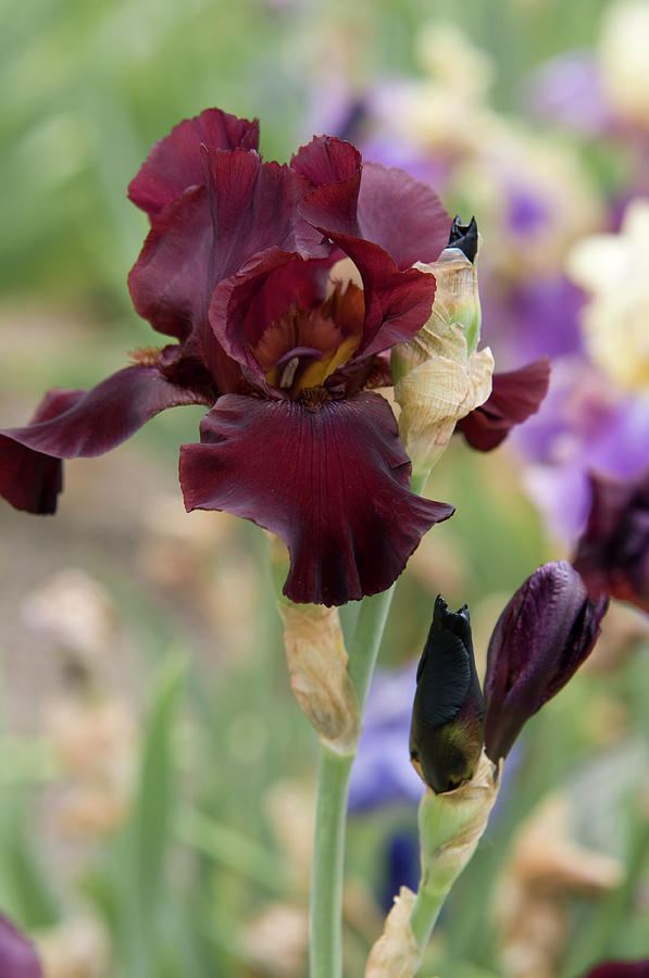 Beauty of Irises. Royal Trumpeter  1 Photograph by Jenny Rainbow