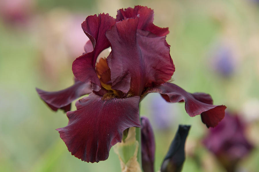 Beauty of Irises. Royal Trumpeter  2 Photograph by Jenny Rainbow