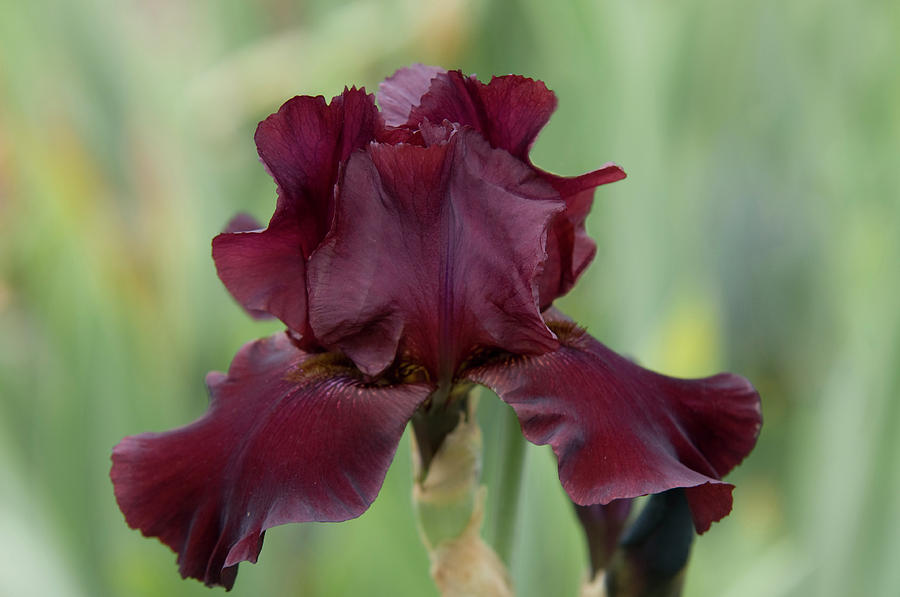 Beauty of Irises. Royal Trumpeter  Photograph by Jenny Rainbow
