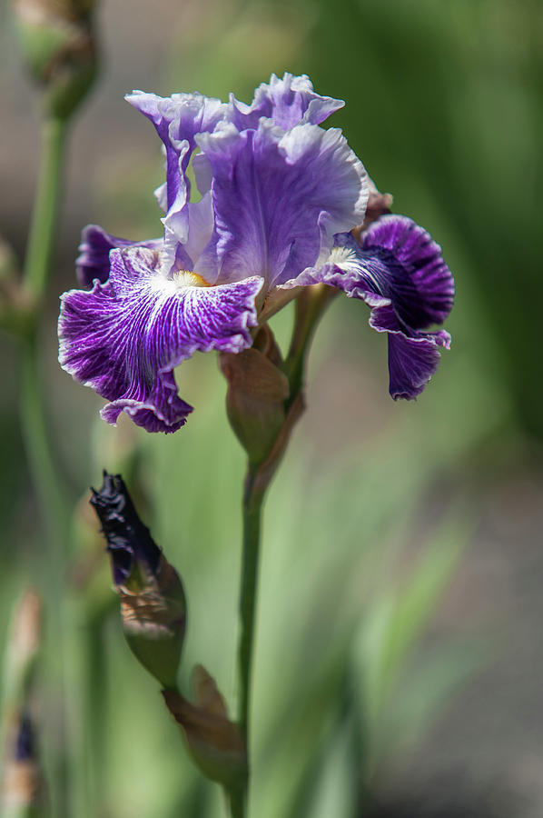 Iridaceae Photograph - Beauty of Irises. Telepathy by Jenny Rainbow