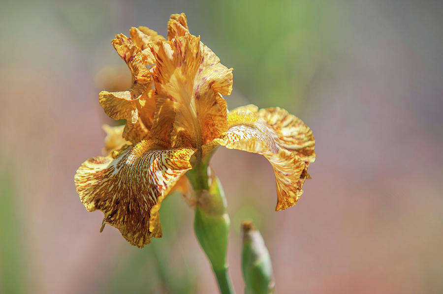Beauty of Irises. Tiger Honey 1 Photograph by Jenny Rainbow