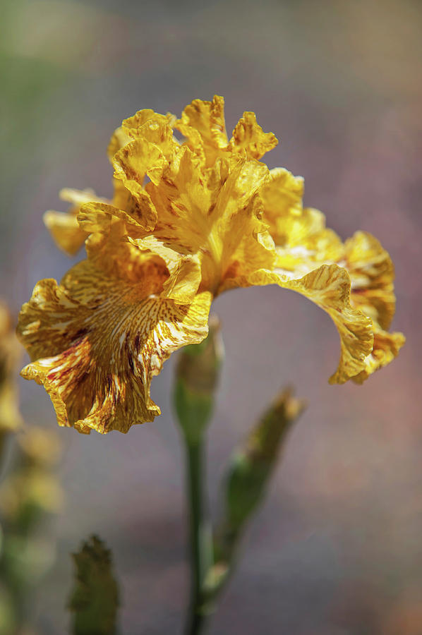 Beauty of Irises. Tiger Honey Photograph by Jenny Rainbow