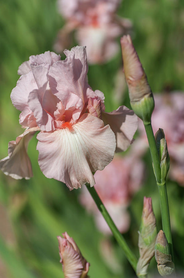 Beauty of Irises. Vanity 1 Photograph by Jenny Rainbow