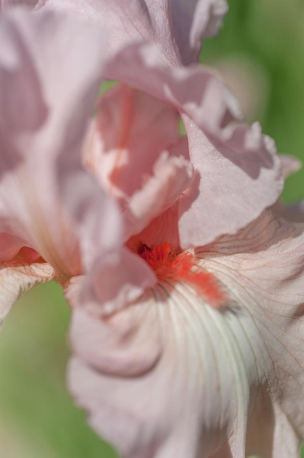 Beauty of Irises. Vanity Photograph by Jenny Rainbow
