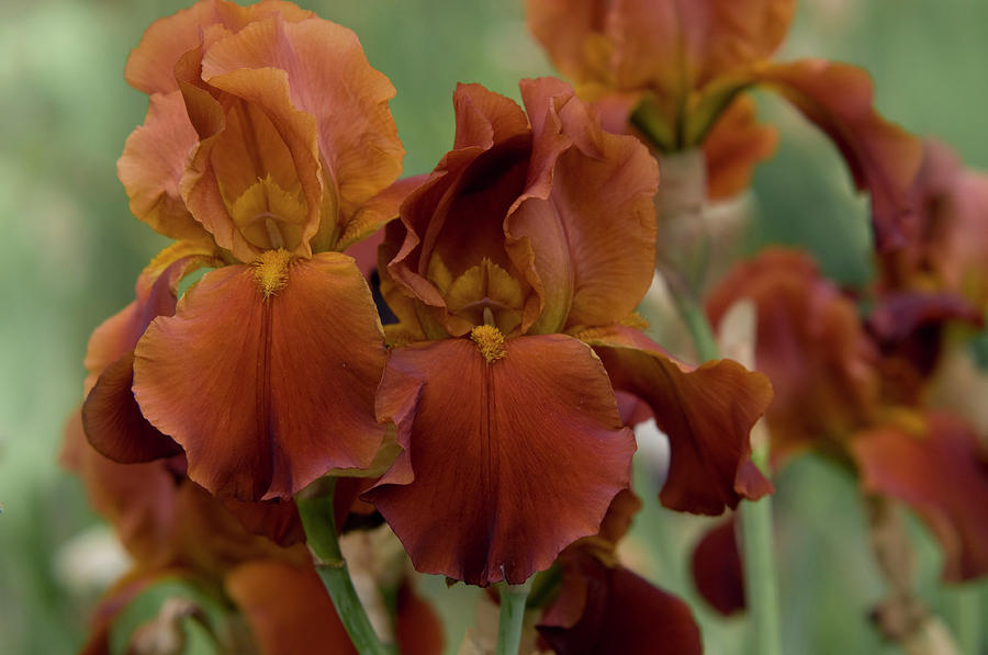 Beauty of Irises.  Vitafire 1 Photograph by Jenny Rainbow