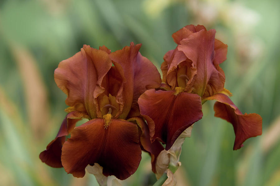 Beauty of Irises.  Vitafire Photograph by Jenny Rainbow