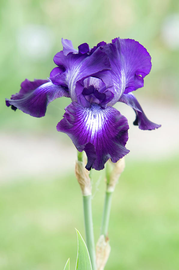 Beauty of Irises. Winners Circle 1 Photograph by Jenny Rainbow