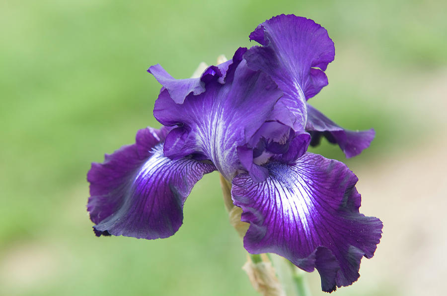 Beauty of Irises. Winners Circle 2 Photograph by Jenny Rainbow