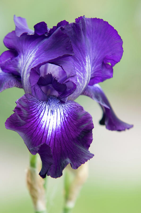 Beauty of Irises. Winners Circle 3 Photograph by Jenny Rainbow