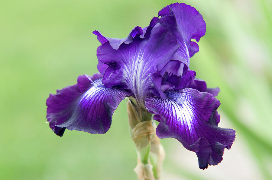 Beauty of Irises. Winners Circle Photograph by Jenny Rainbow