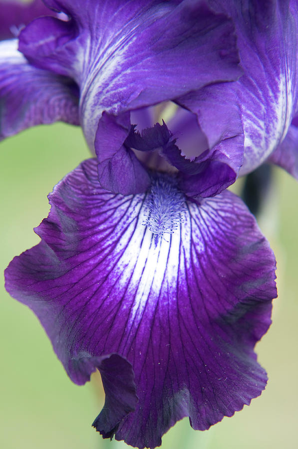 Beauty of Irises. Winners Circle Macro Photograph by Jenny Rainbow